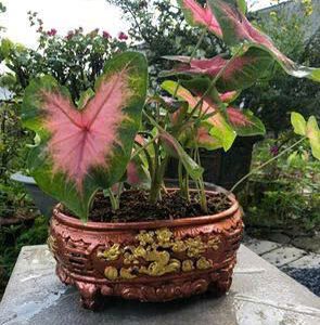 Chậu cây cảnh ovan